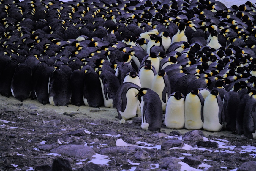 Crowd of emperor penguins