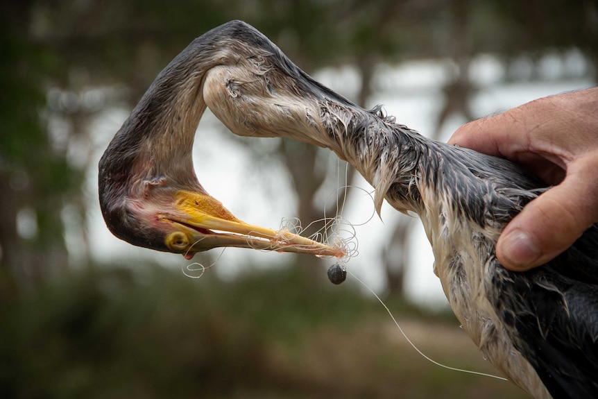 A dead Australasian Darter with its beak and neck tangled in fishing line.