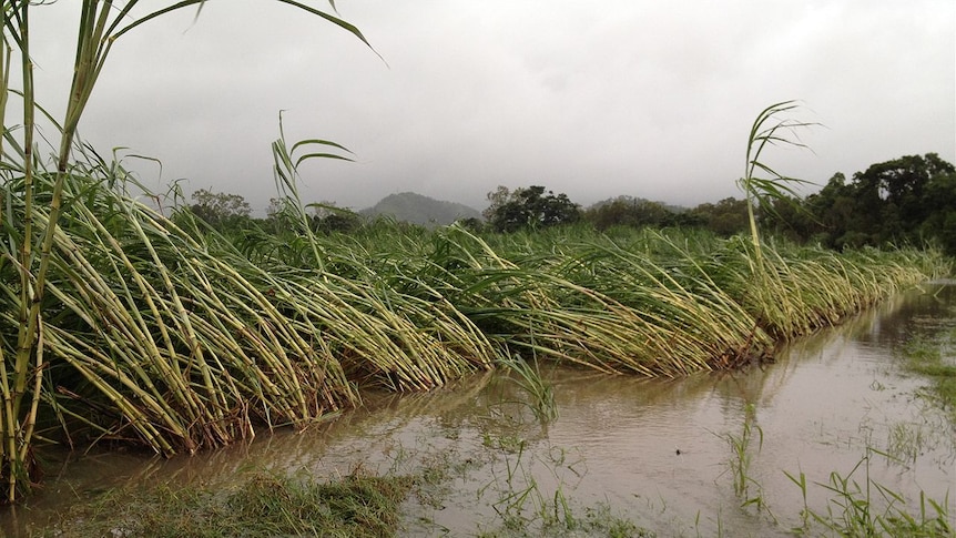 Cane flattened by floodwaters near Seaforth.