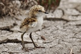 A red-capped plover chick on shoreline.