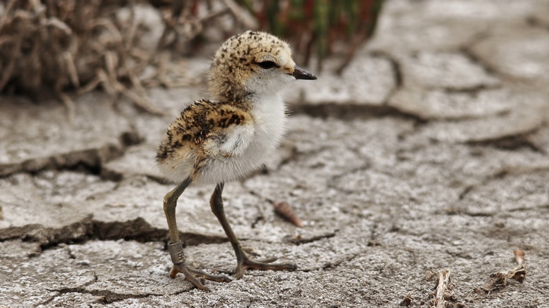 A red-capped plover chick on shoreline.