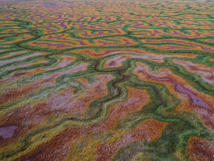 Patterns of green and yellow stretch to the horizon, as the Channel Country comes to life.