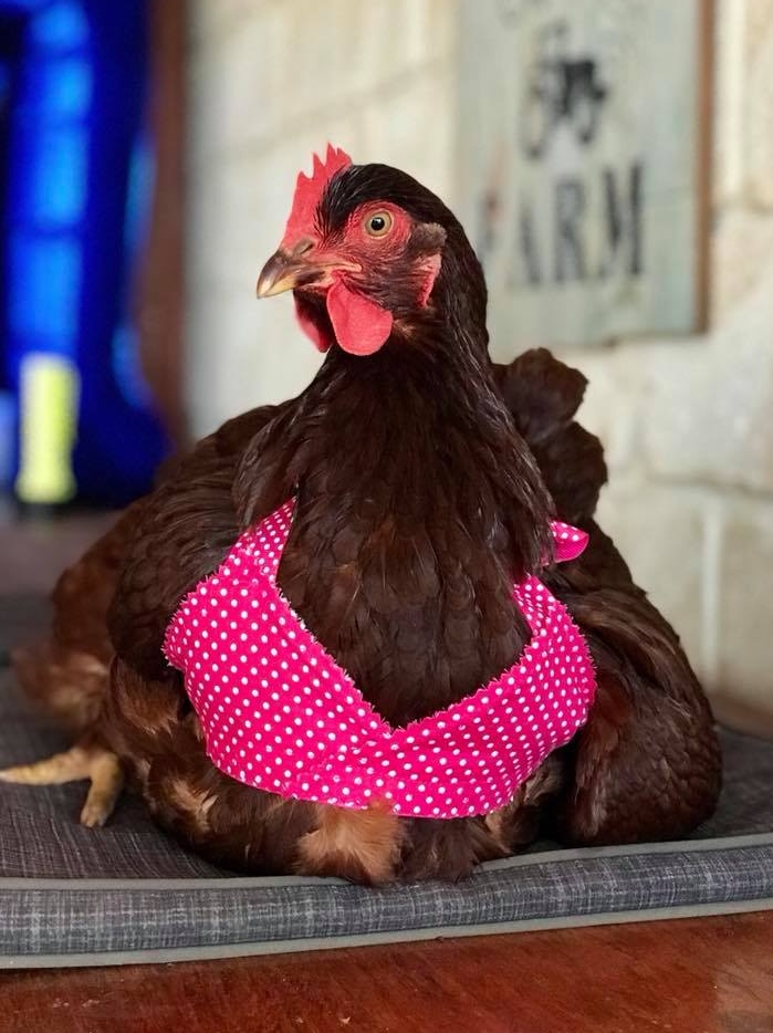 A brown chicken sitting on a mat wearing a bikini.