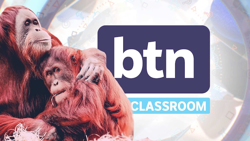 A larger Orangutan embraces a smaller one beside the BTN logo.