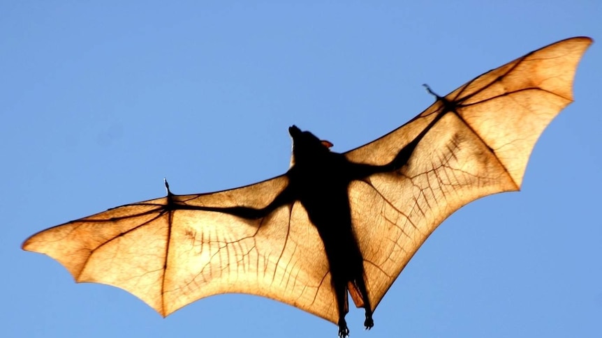Flying foxes make an unusual inland journey