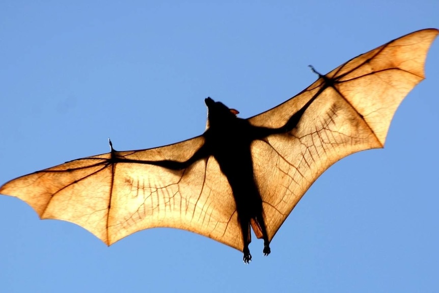 Flying foxes make an unusual inland journey
