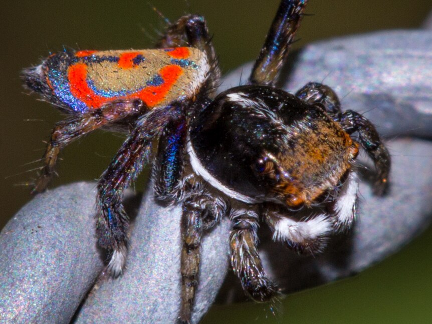 Peacock jumping spider with a red, gold and peacock-blue abdomen.