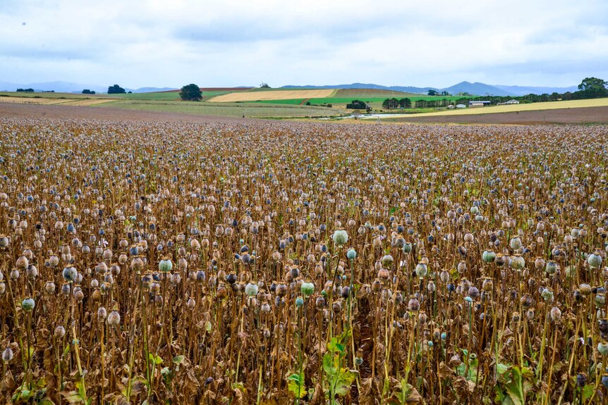 Field of poppies in north west Tasmania