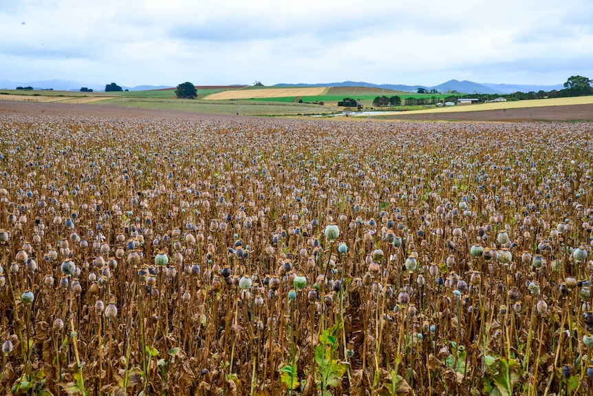 Field of poppies in north west Tasmania