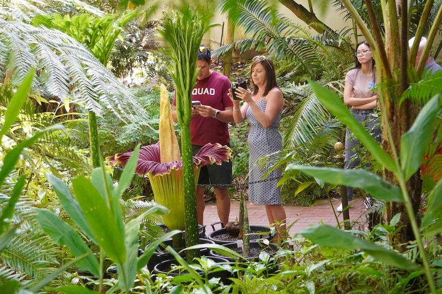 People take photos of a large purple and green flower