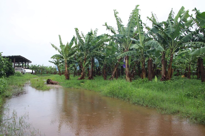 Water surrounding the banana trees.
