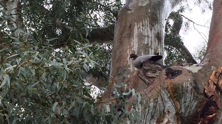 A wood duck nests in a large gum tree.