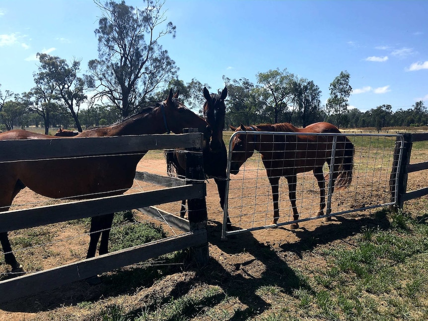 Retired racing thoroughbreds