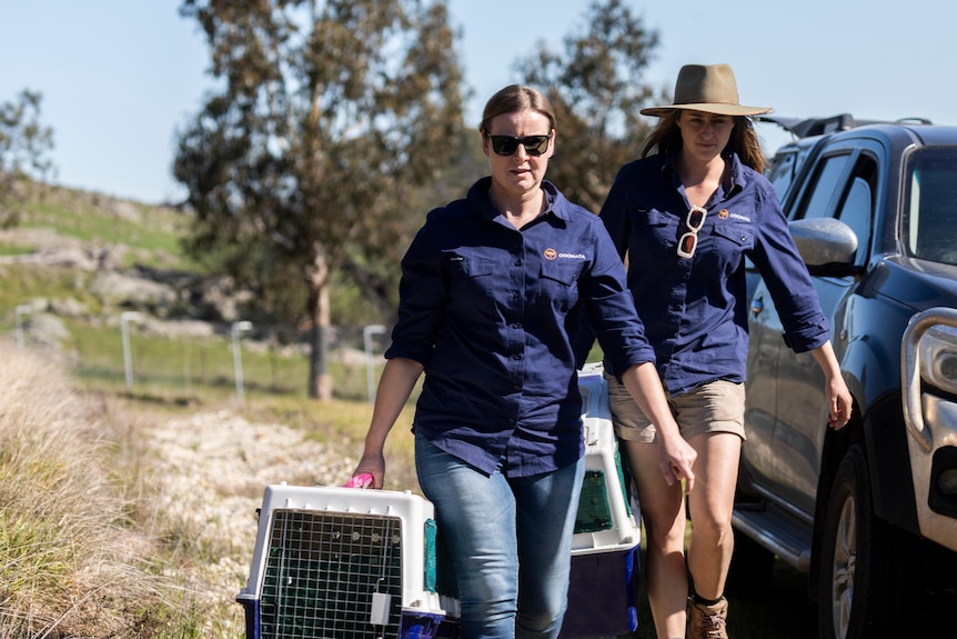 Two woman carrying a crate each with wallabies inside. 