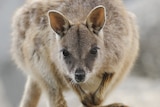 A Mareeba rock-wallaby stares at the camera.