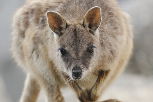 A Mareeba Rock Wallaby stares at the camera.