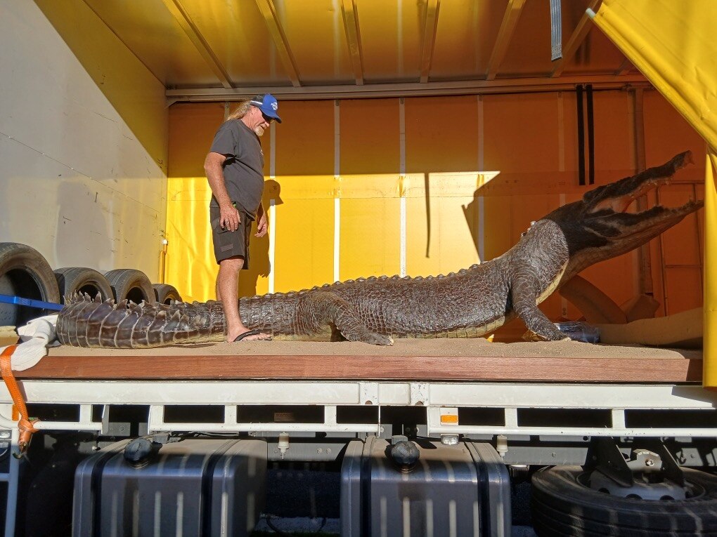 Hombre sube a un camión con un cocodrilo de peluche