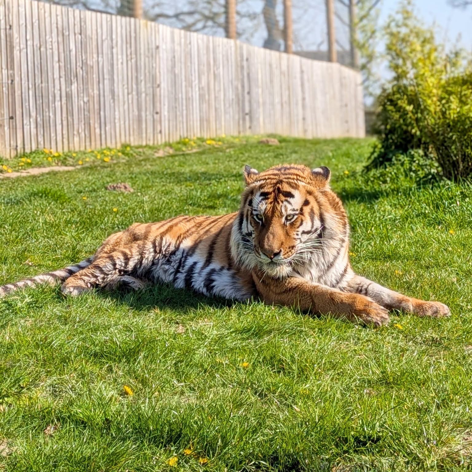 Man dies after entering tiger enclosure at UK zoo