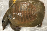 a dead turtle in a plastic bag 