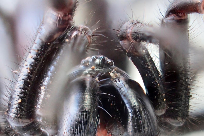 Extreme close up of the front of a trapdoor spider, showing huge fangs.