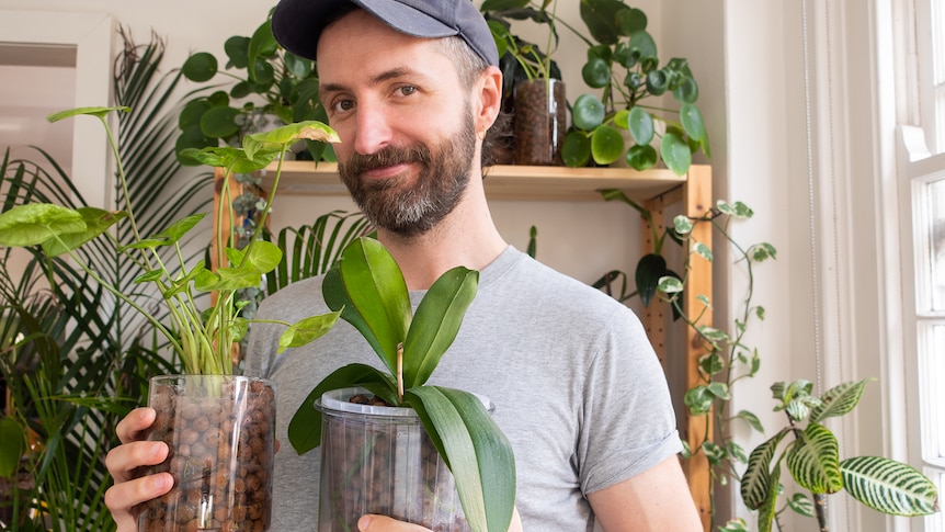 Luke is wearing a grey t-shirt with a blue cap holding two plants in clear containers filled with small brown LECA balls