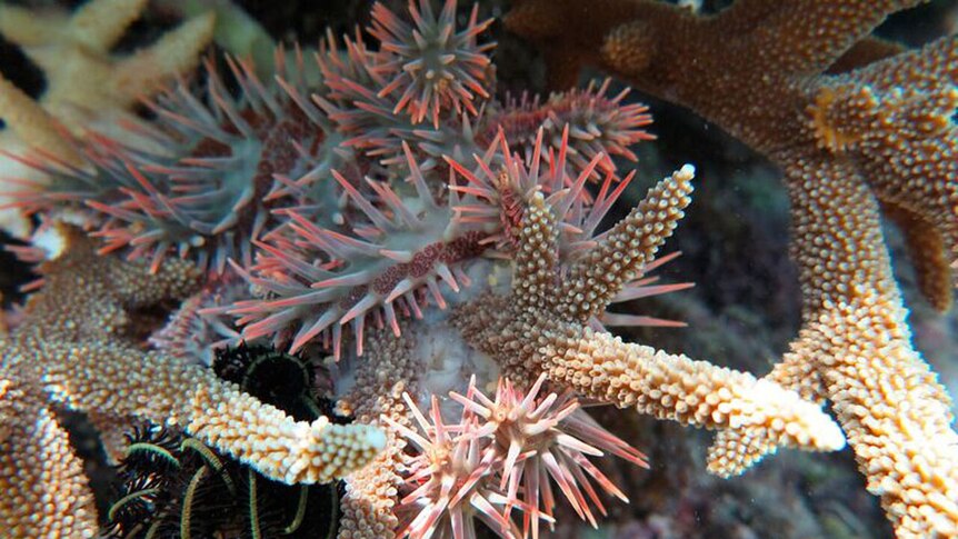Starfish attached to a piece of coral