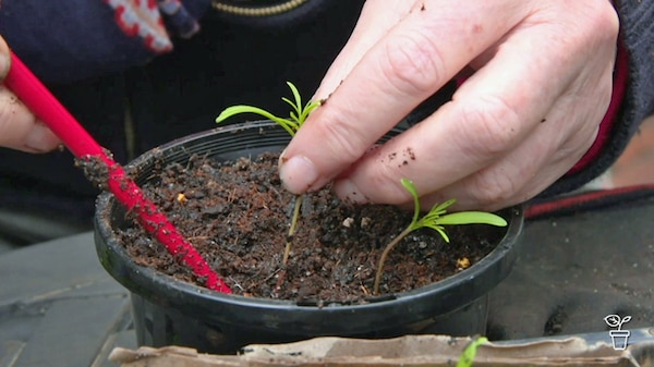 Hands holding a stick and placing a seedling in soil in a pot.