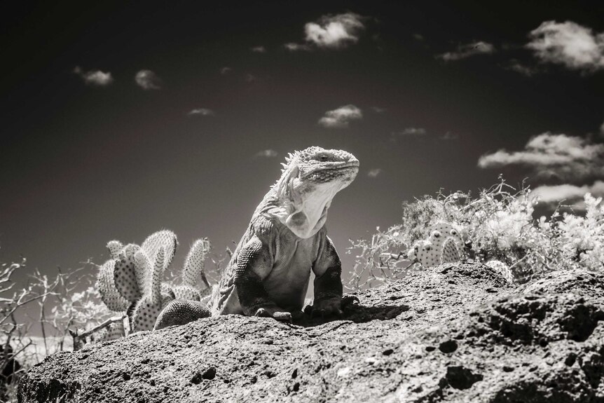 Galapagos photo to go on display in Adelaide