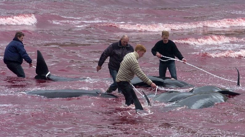 Whales catch in Hvalvik