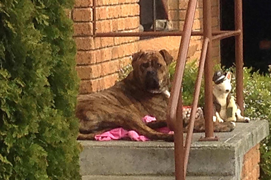 Dozer the bullmastiff  was rescued from a fire at the Campania pub in southern Tasmania.