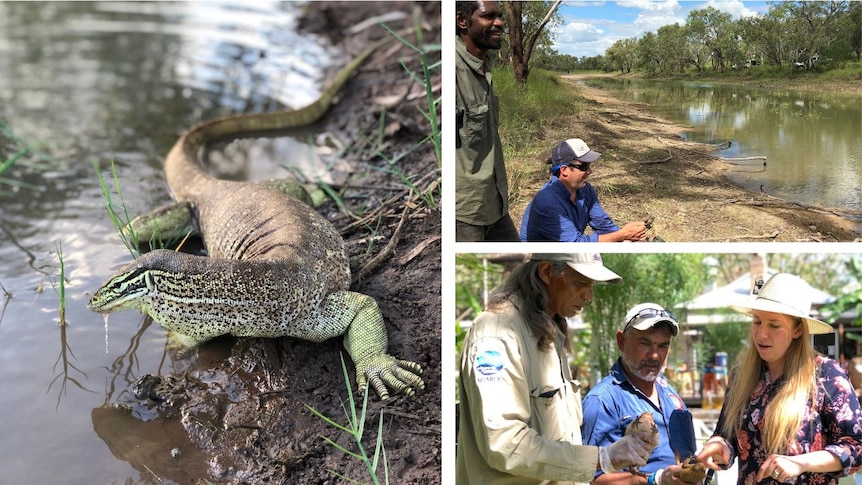 A split image showing a goanna on a riverbank and researchers working with cane toads.