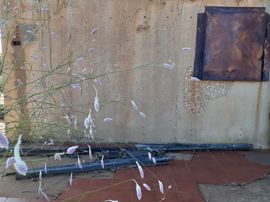 purple and white flowers droop over concrete