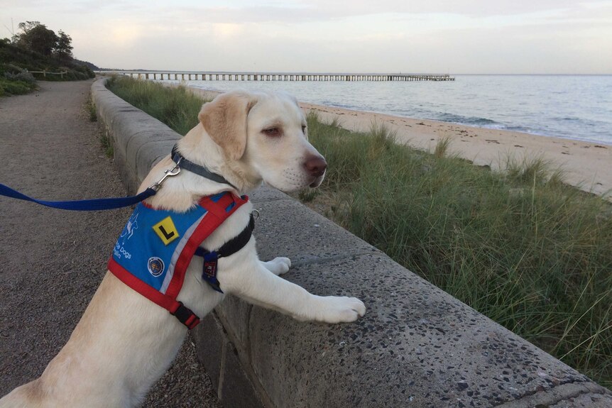 Trainee assistance dog Codey stands with front paws on a low wall looking out over a beach with a long jetty in the background