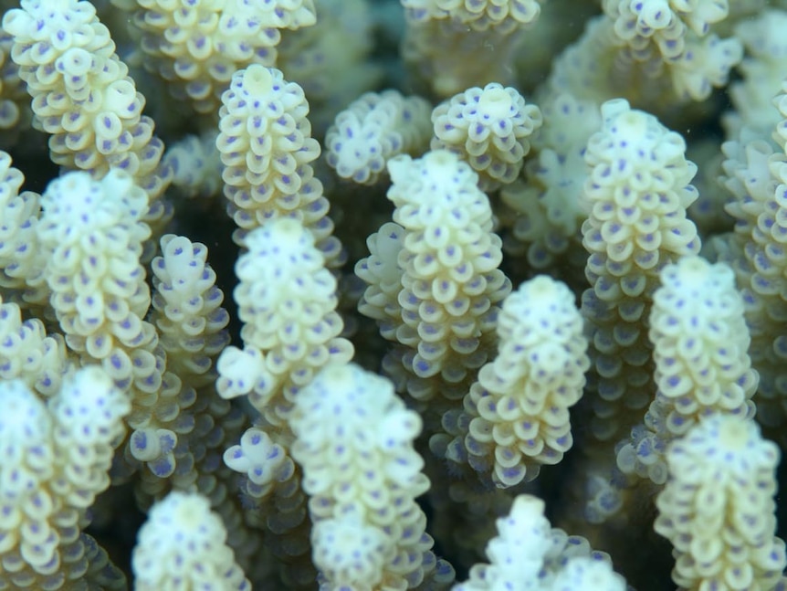 Coral during bleaching