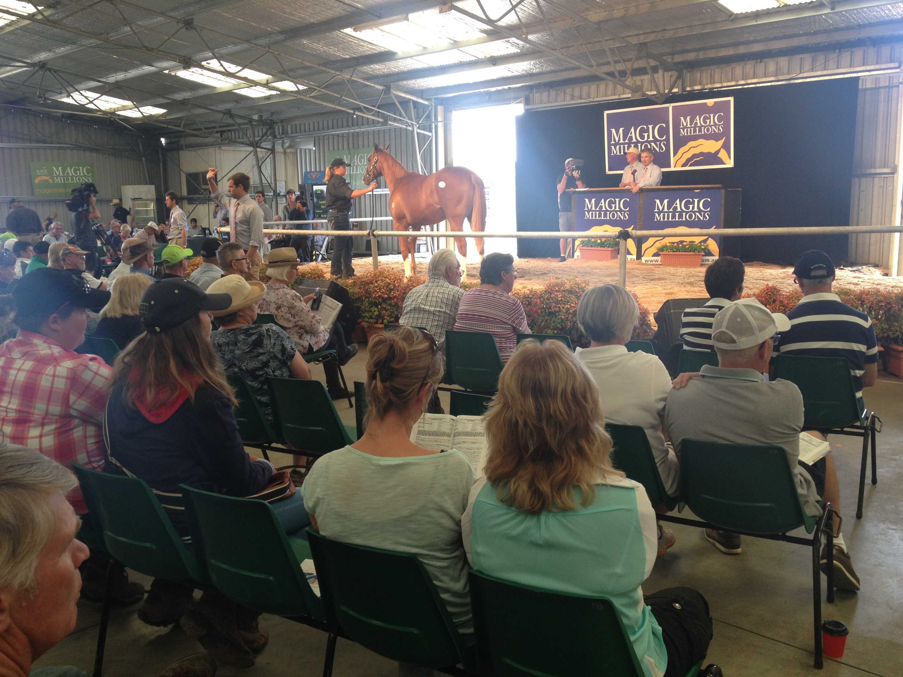 Tasmania's Magic Millions yearling sale draws interest from interstate