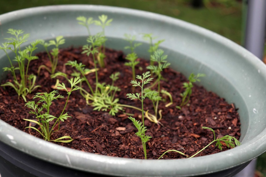 A close-up of several small carrot seedlings, representing a DIY vegetable garden that doesn't require a backyard.