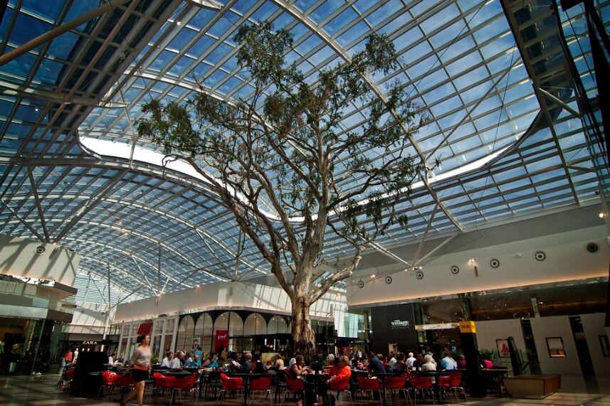 A tree inside a glass canopy of a shopping centre