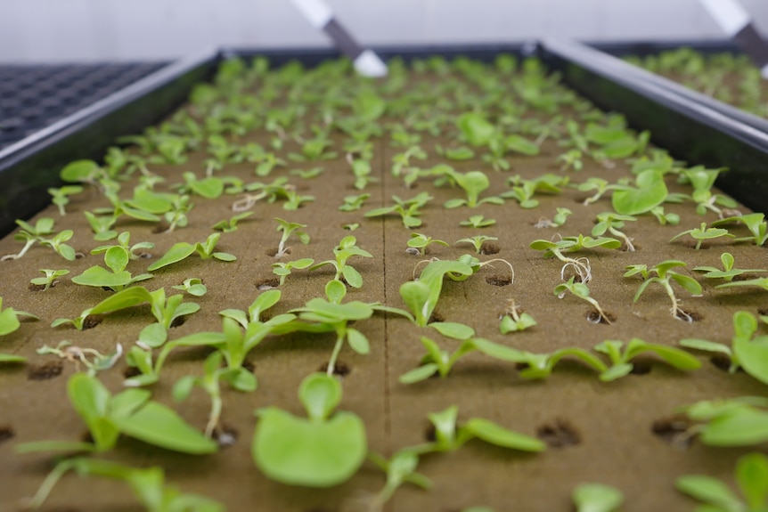 Small leafy greens are growing out of pockets in a vertical farm set up