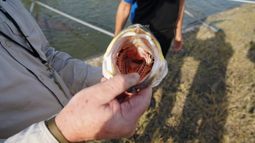 Inside the mouth of a barramundi at Humpty Doo Barra Farm.