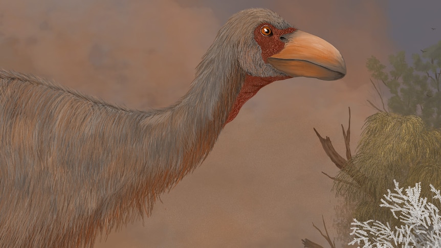 Artist impression of extinct megafauna animal Genyornis