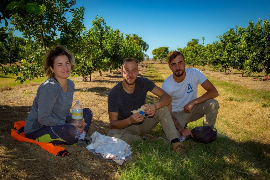 Backpackers taking a break on a citrus farm in Gayndah, Queensland.