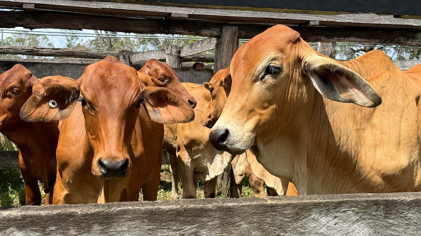 Mid shot of red brahman cattle framed by a timber pen railing