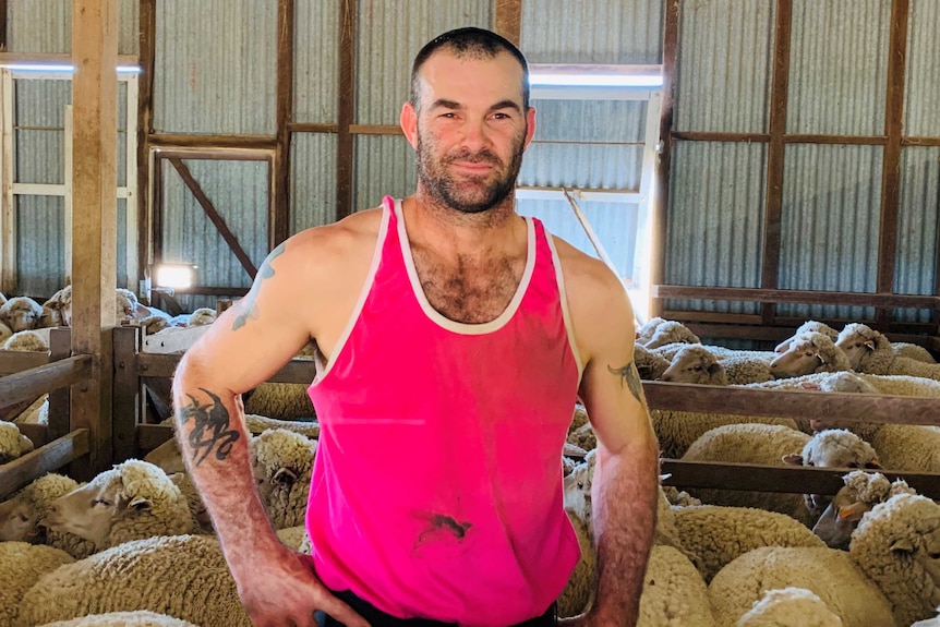 Matthew 'Bear' Baillie stands in a shearing shed, surrounded by woolly sheep in a pink singlet.