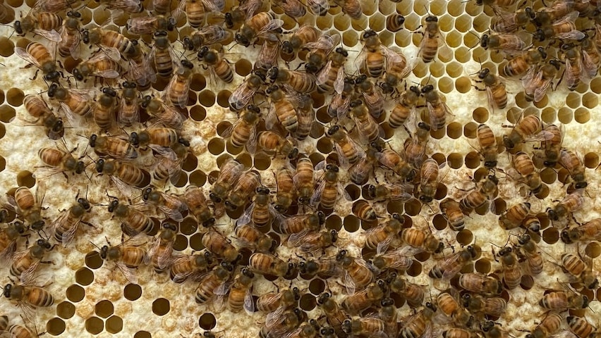 bees swarm across a hive