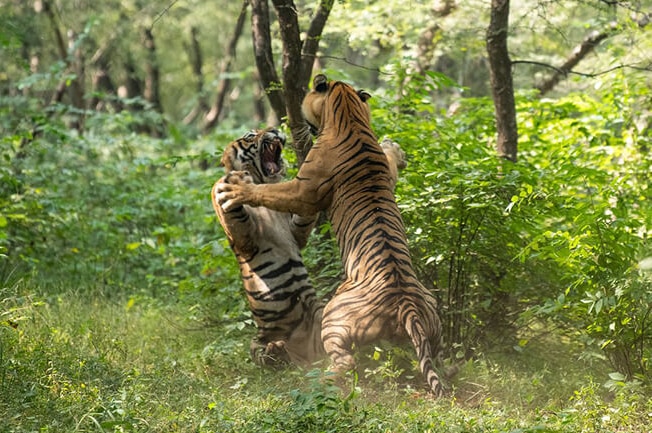 Tigers jump on each other with bared teeth with trees all around them.