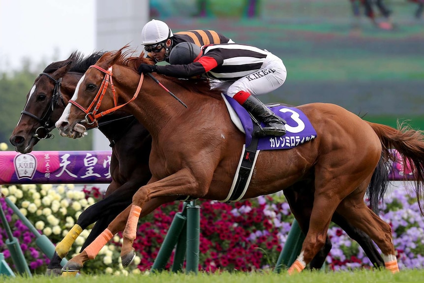 Melbourne Cup contender Curren Mirotic