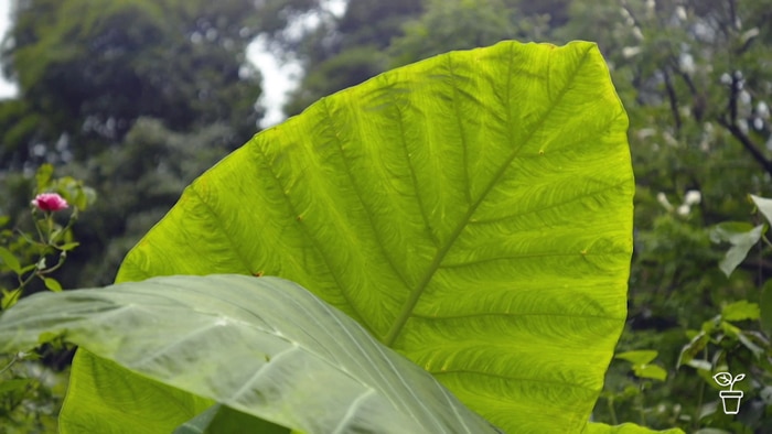 Large green Elephant Ear plant leaf.