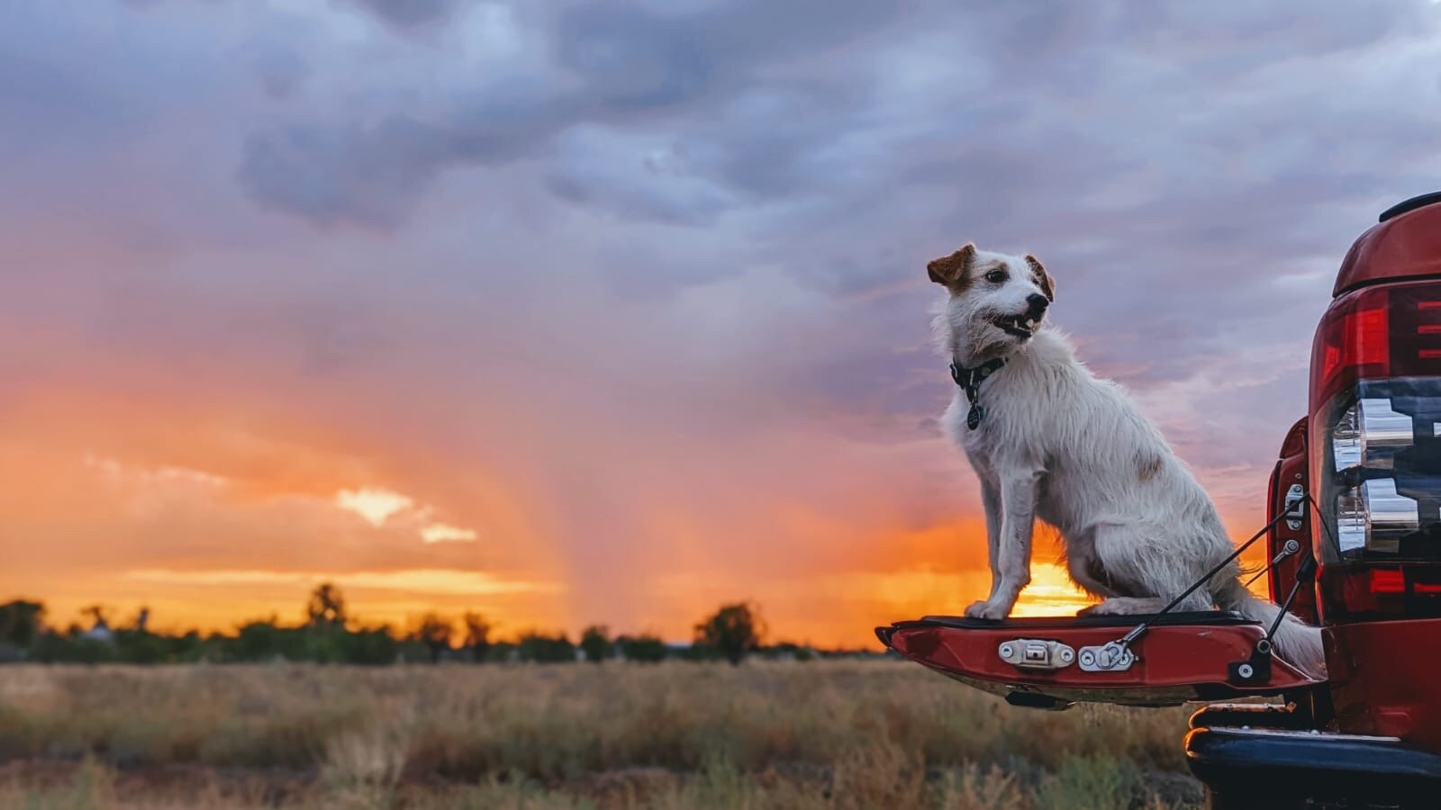 Dog sitting on car with storm in background at sunset