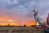 Dog sitting on car with storm in background at sunset