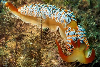 Nudibranch